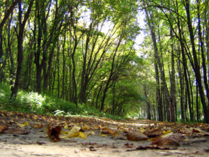 Chernivtsi is  “Ukrainian Paris” or  “Little Vienna”